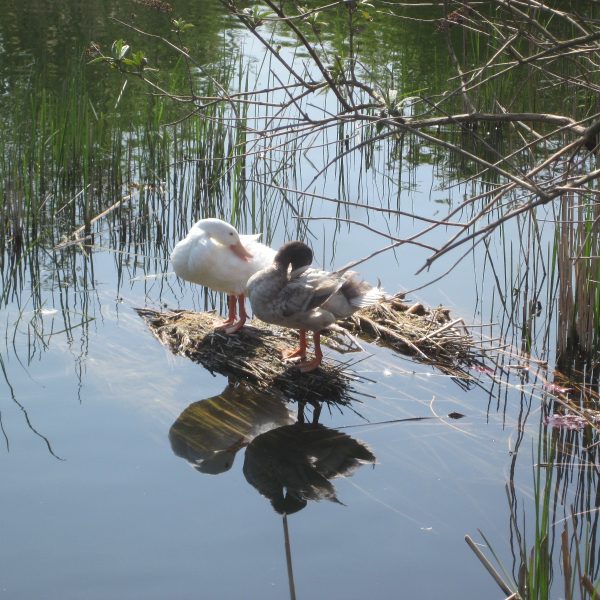 Freshwater Lake