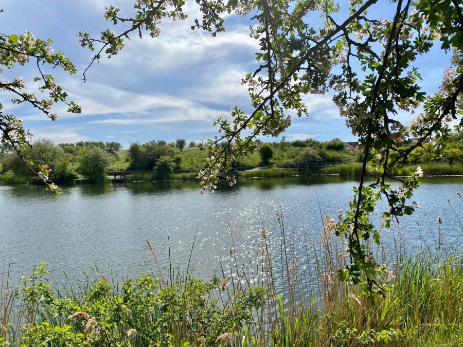 Fishing Lake - Milton Creek Country Park