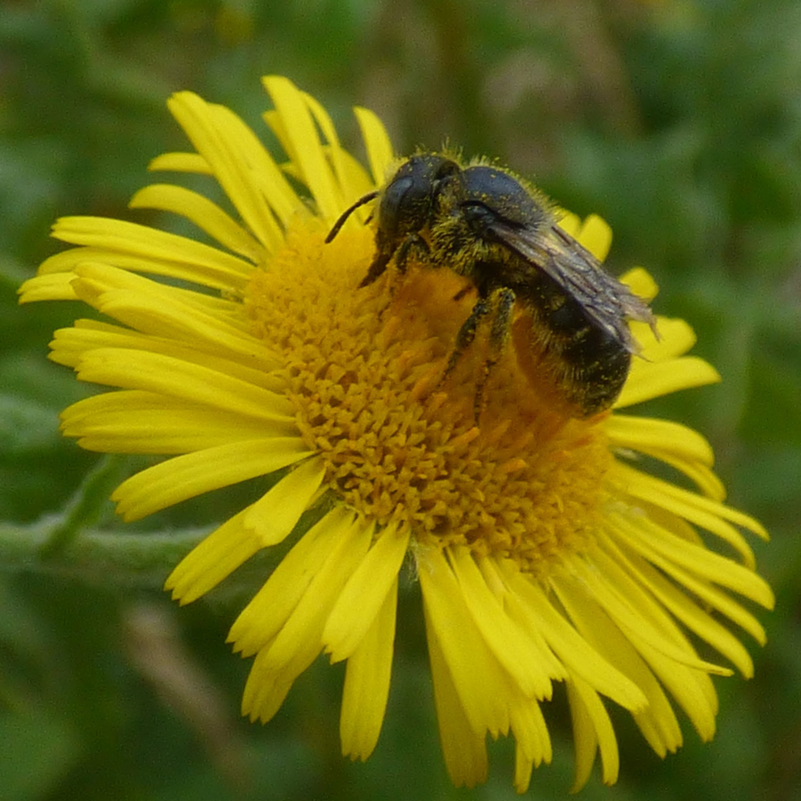 Nature recording Walk, from Milton Creek Country Park