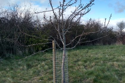 Established apple tree with new tree protection