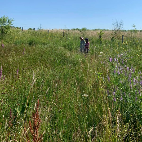 Grassland